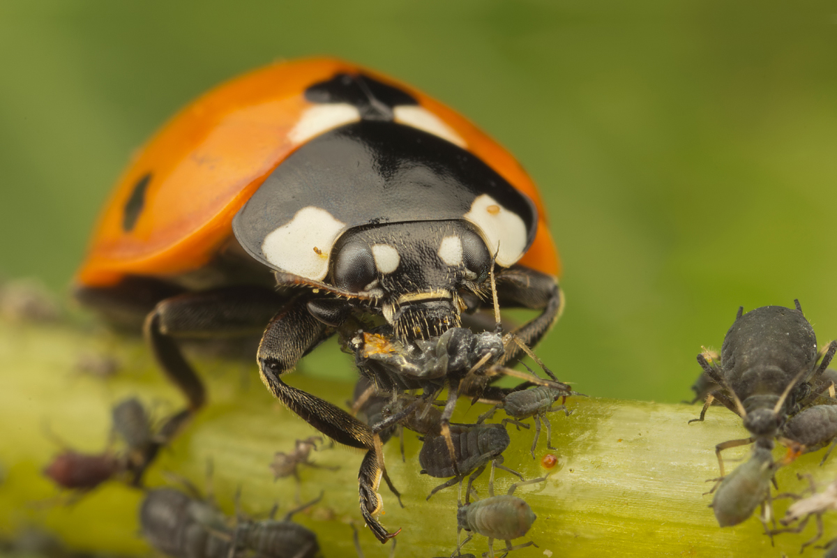 Seven Spot Ladybird eating Aphids 3